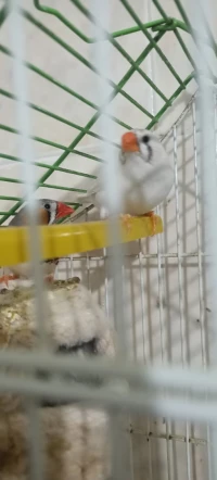 Couple mandarin