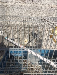 Canari satiné yeux rouge