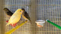 Canaris ordinaires 1000da