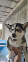 chien-chiot-husky-hadjout-tipaza-algerie