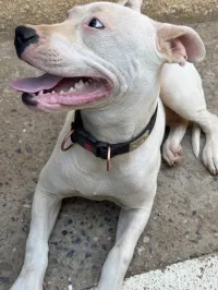 Dog argentin femelle 