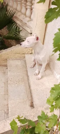 Dog Argentin 