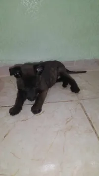 Chiot malinois mixiquen