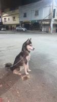 chien-husky-oran-algerie