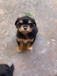 Caniche  