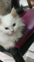 cat-chat-femelle-4-mois-a-vendre-cheraga-alger-algeria