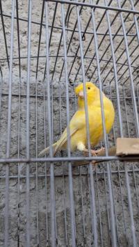 عصفور-canari-برج-الكيفان-الجزائر