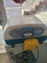 آخر-فقاصة-بيض-من-نوع-borotto-italy-أحمر-العين-تيبازة-الجزائر