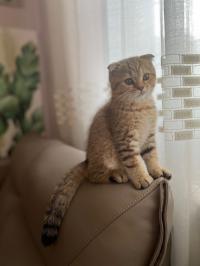 قطط-chat-male-scottish-fold-gold-7-mois-non-castrer-بئر-خادم-الجزائر