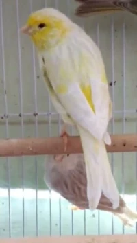 Vent deux canaris satiné