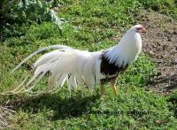 animaux-de-ferme-vent-un-coq-yokohama-baraki-alger-algerie