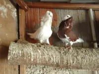 couple pigeon capucin adultes