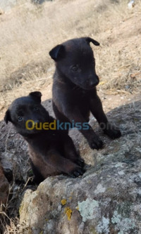 chien-malinois-charboni-blida-algerie