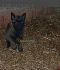 chien-malinois-charboni-blida-algerie