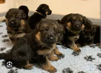 Chien berger allemand 
