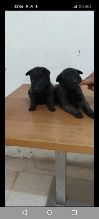Chien malinois charboni