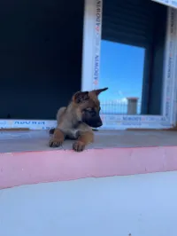 Malinois pure race