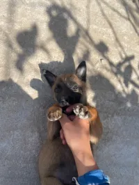 malinois pure race