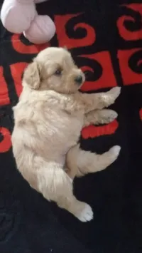 Bichon nains pur race 