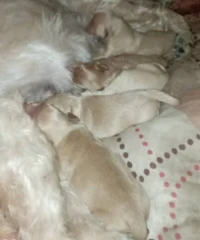 Bichon nains 