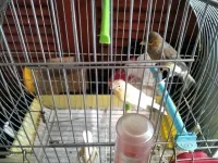 Canari