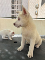 chien-husky-siberien-pure-race-hydra-alger-algerie