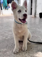 chien-husky-siberian-pure-race-hydra-alger-algerie