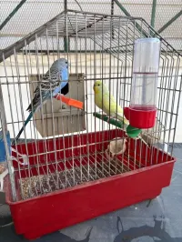 2 Couple peruche avec cage