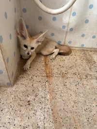 Fennec