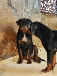 Mal rottweiler 