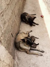 Chiots malinois a vendre