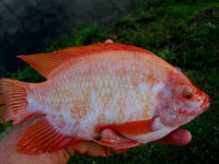 poisson-vente-tilapia-rouge-geniteurs-relizane-algerie