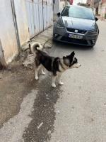 chien-husky-bou-ismail-tipaza-algerie