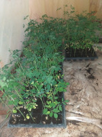 plantes-et-fleurs-plant-de-moringa-berriane-ghardaia-algerie