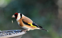 oiseau-chardonneret-maknin-boutlelis-oran-algerie