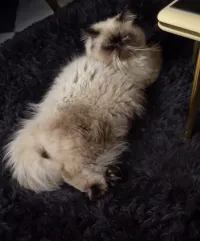 Chat mâle persan peky face himalayen pour accouplement 