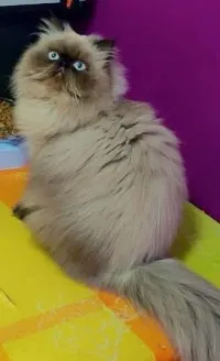 Chat persan peky face pour accouplement 