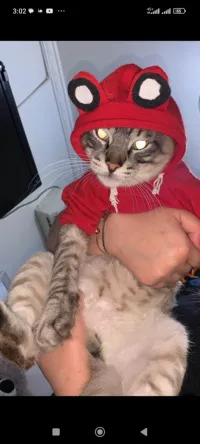 ملابس القطط