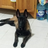 chien-malinois-6-mois-charbonne-la-race-oran-algerie