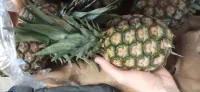 Ananas du coût d'ivoire en gros soma hbal