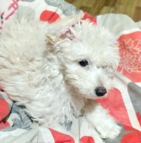 Caniche
