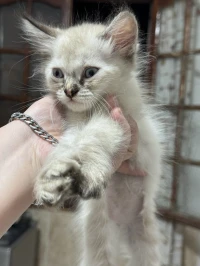 Chat