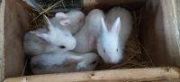 Lapin  et lapereux ارانب 