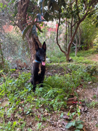 chien-malinois-bouzareah-alger-algerie