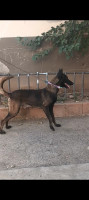 chien-male-malinois-mouzaia-blida-algerie