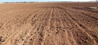 terrain-agricole-vente-djelfa-ain-oussara-algerie