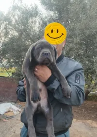 Cane Corso 