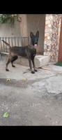 chien-male-malinois-mouzaia-blida-algerie