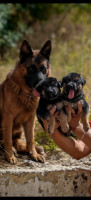 chien-top-chiots-berger-allemand-constantine-algerie