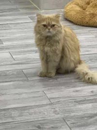 Chat persan Himalayan coupleur 